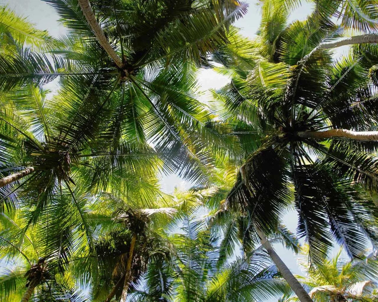 Рубикон пальмы. Фниковые пальмы. Тропические листья. Тропические деревья.