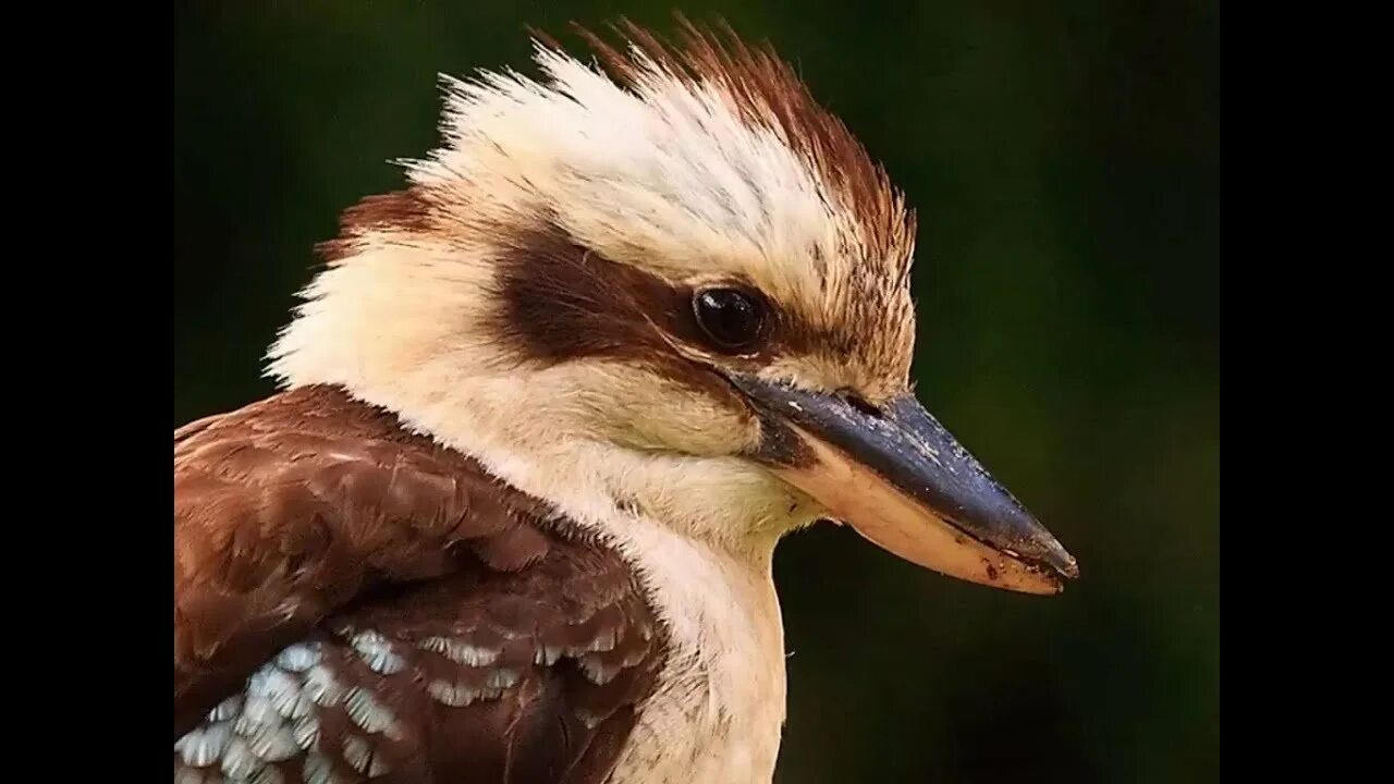 Хочу птица слушать. Кукабарра. Ночная птица Кукабарра. Кукабарра птенец. Кукабарра в Австралии.