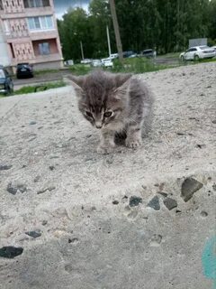 Кошка забрала котенка