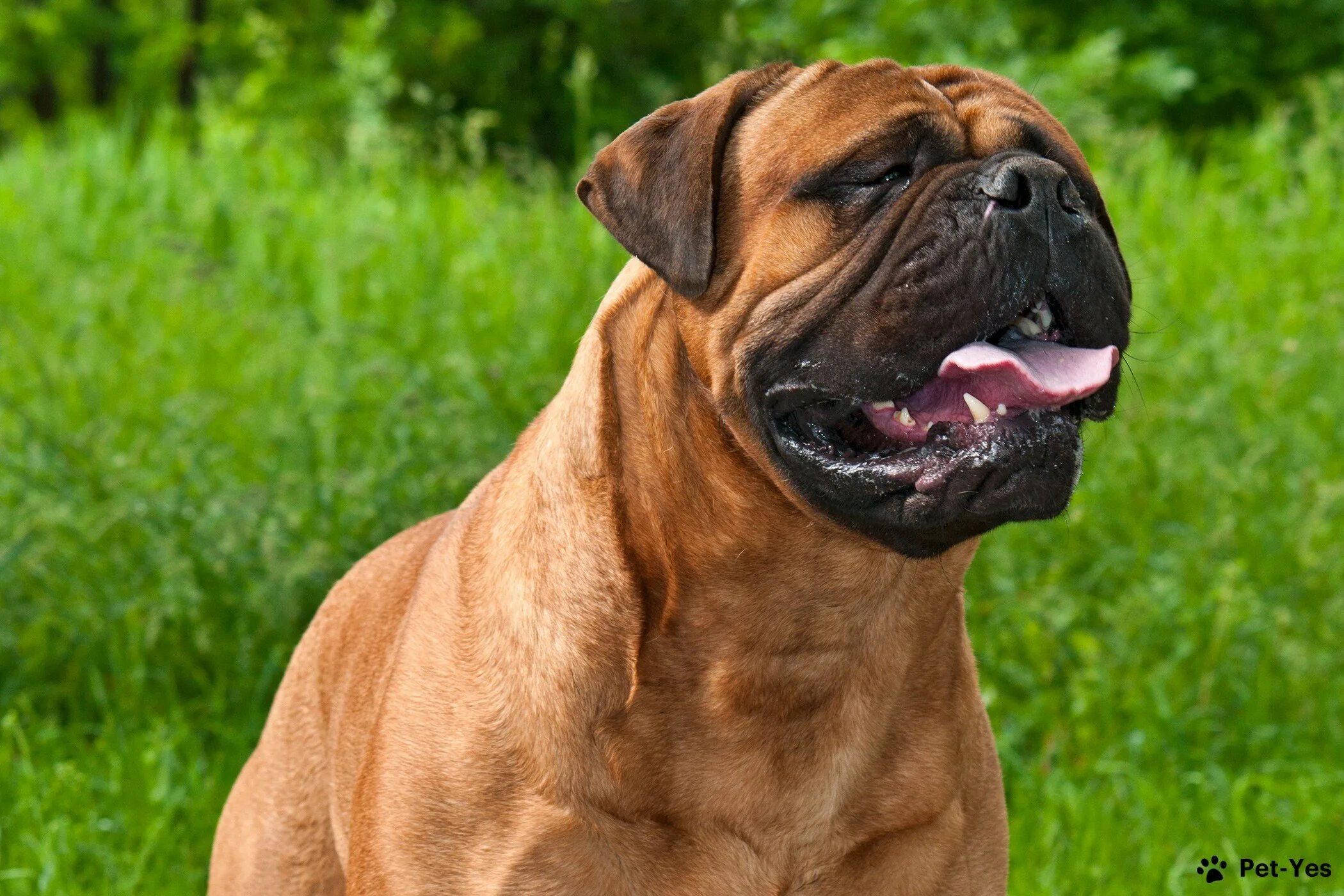 List of mastiff type breeds