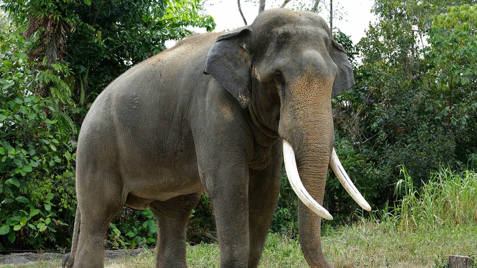 Elephant tusks. Азиатский индийский слон. Индийский слон слон. Гималайский слон. Индийский слон с бивнями.