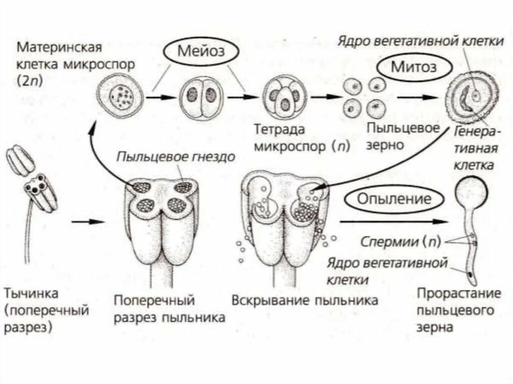 Стадии женского гаметофита. Схема развития пыльцевого зерна. Строение мужского гаметофита пыльцевого зерна. Строение мужского гаметофита цветковых растений. Образование мужского гаметофита у покрытосеменных.