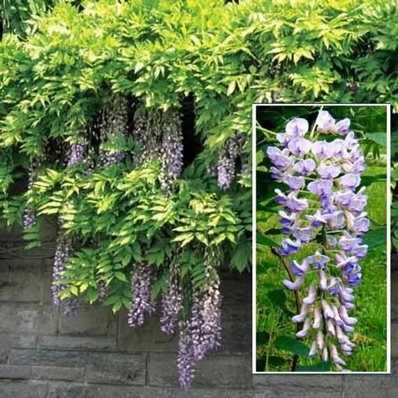 Pin by Nicole Weatherley on Gorgeous Gardens - Stunning Flowers Exotic plants, B