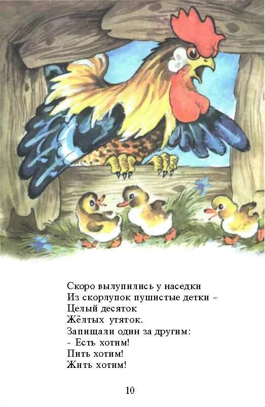 Курочка ряба и 10 утят маршак читать. Курочка ряба и 10 утят маршак. сказка курочка ряба и 10 утят. сказка про курочку рябу и 10 утят. курица маршак.