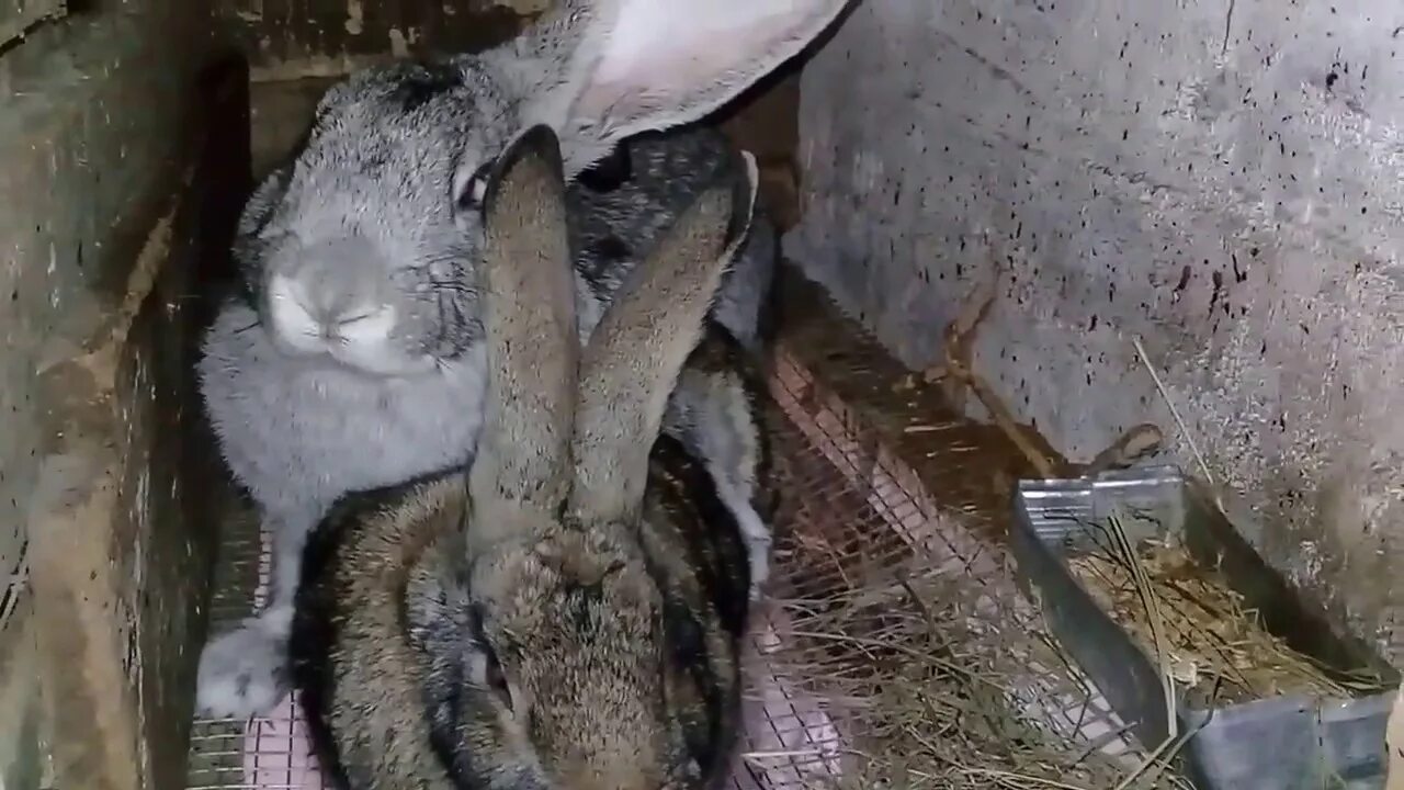 Кролики окот. Отсадка крольчат от крольчихи. Кролики окот. Кролики гнездо для окрола. Кролики гнездо для окрола.