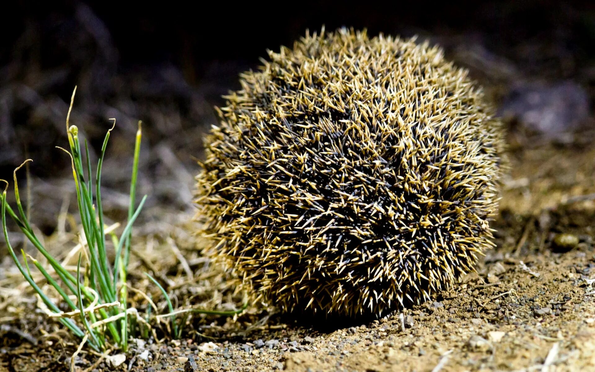 Образ жизни ежа. Ушастый ёж гнездо. Обыкновенный ёж в клубке. Hemiechinus auritus. Ушастый ёж защищается.