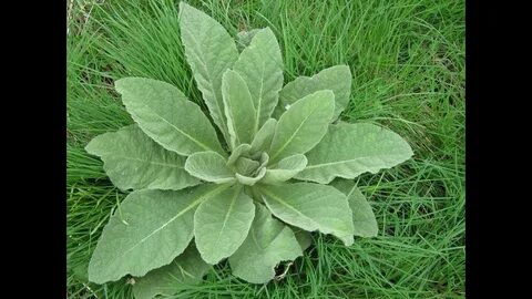 Useful plants