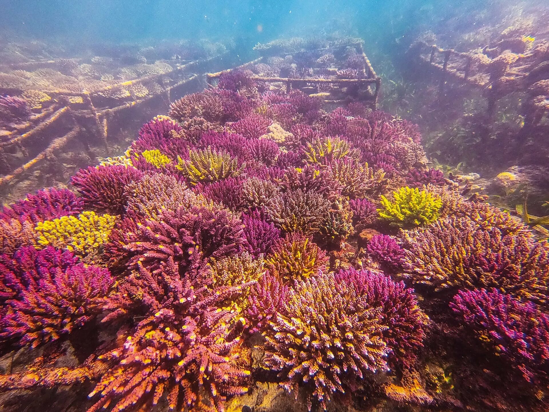 Индонезия коралловые рифы. Коралл Галечка Индонезия. Коралловая ферма. Индонезия кувшины кораллы.