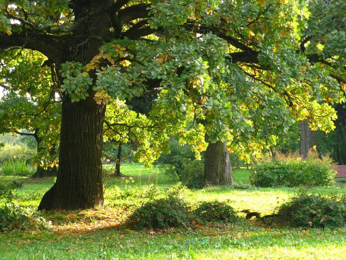 какое дерево растет летом. ясень обыкновенный дерево. какое дерево растет летом. липа мелколистная. панский дуб шебекинский.