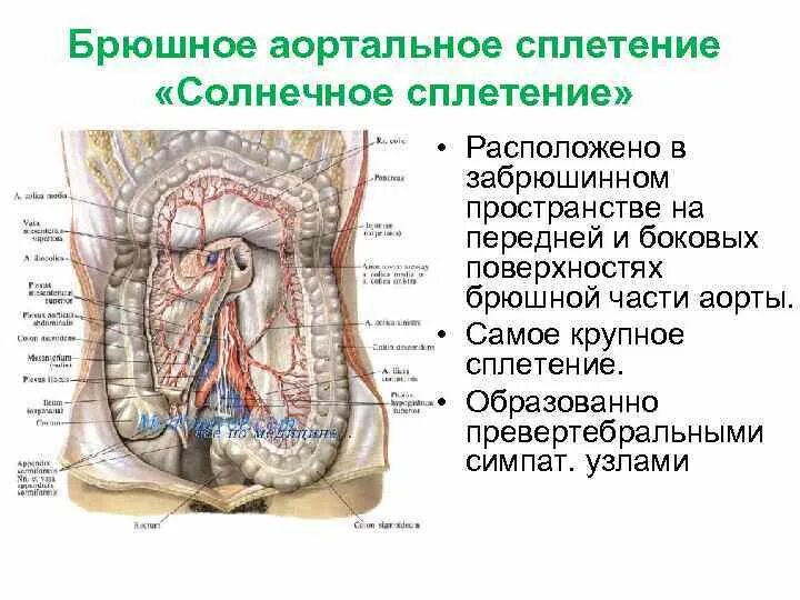 Солнечное сплетение у человека это. Анатомические структуры чревного сплетения. Солнечное сплетение атлас анатомия. Топографическая анатомия солнечного сплетения. Солнечное сплететение.