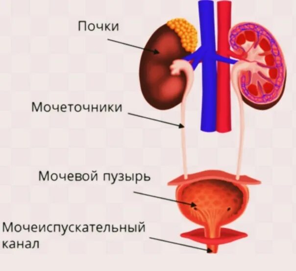 Мочеточник парный. Почки мочеточники мочевой пузырь строение. Органы мочевыделения почки мочеточники мочевой пузырь. Почки мочеточники мочевой пузырь анатомия. Строение почки и мочевого пузыря.