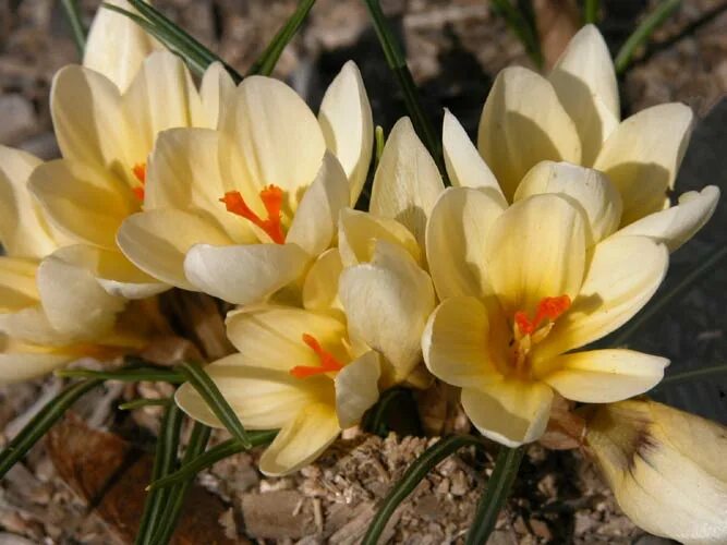 Ten Top Blooms for February. The Blooming Garden