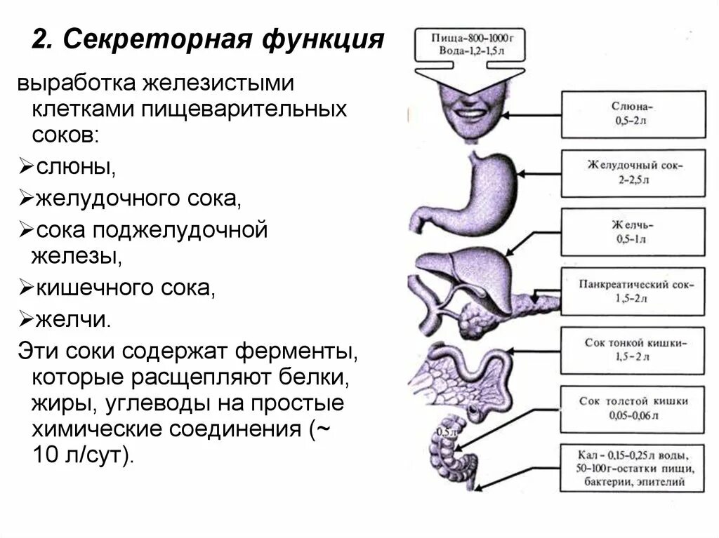 Ферменты слюны расщепляют белки. Секреторная функция пищеварительной системы органы. Пищеварительные железы, ферменты желудок. Желудочный сок физиология пищеварения. Секреторная и пищеварительная функция желудка.