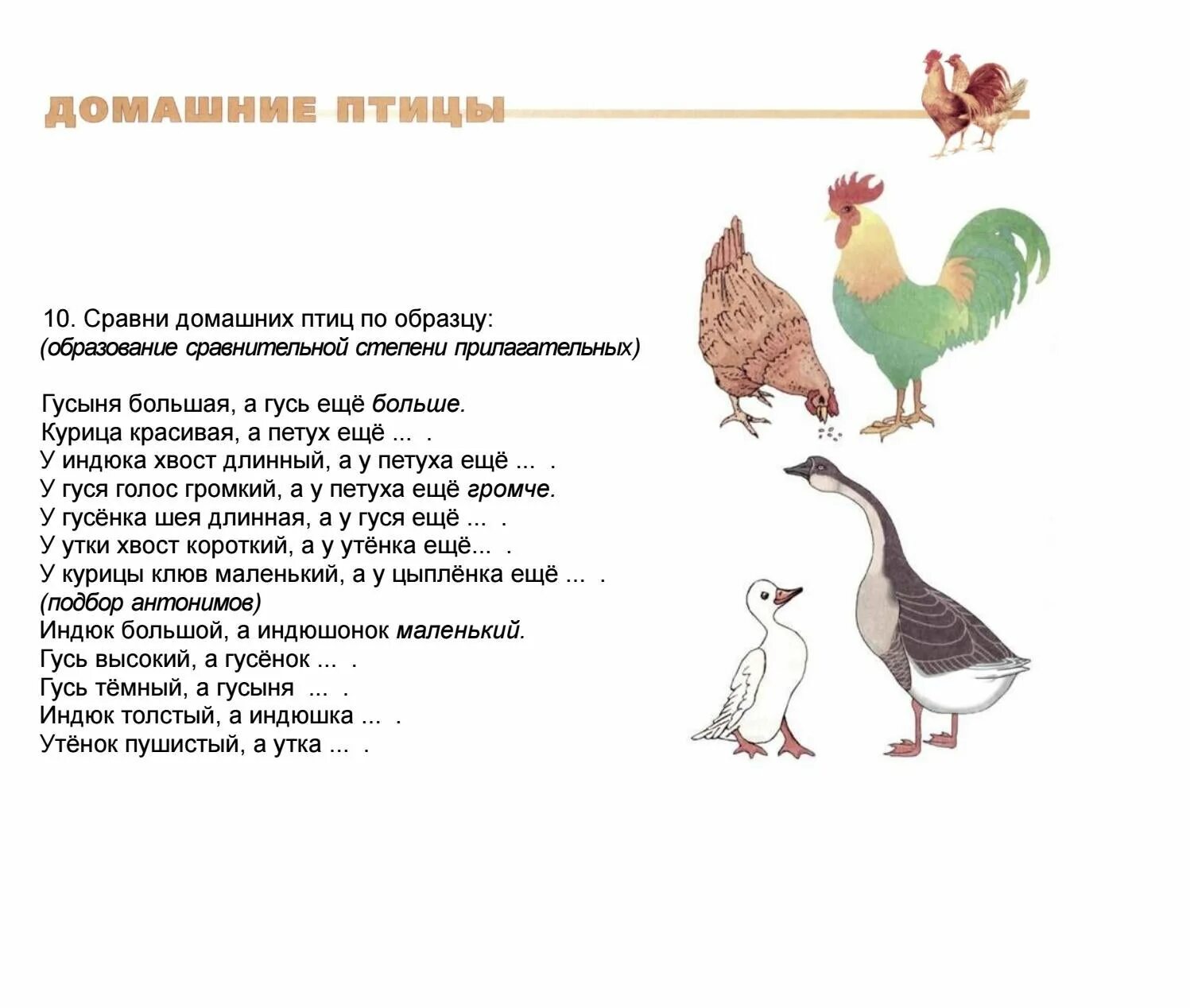Организм человека животных. Сравнение птиц и животных для дошкольников. Сравнение птиц и зверей. Сравнение 2 птиц. Сравнение птиц и животных.
