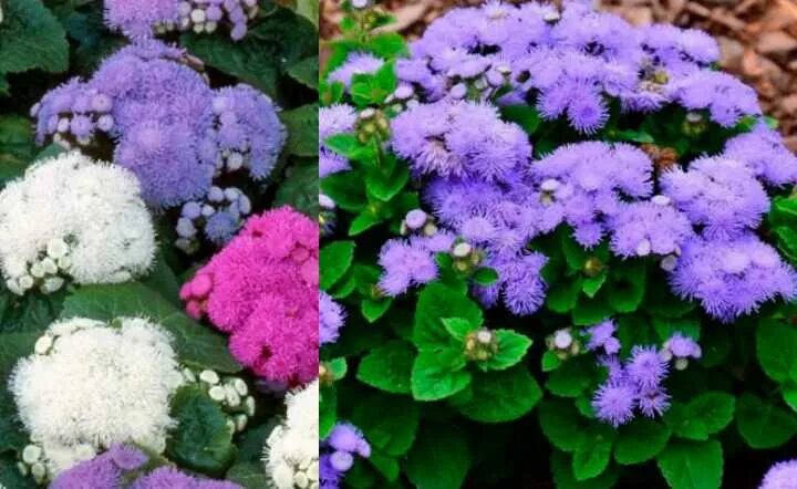 Агератум выращивание из семян фото 30 Unique Plants That Attract Butterflies