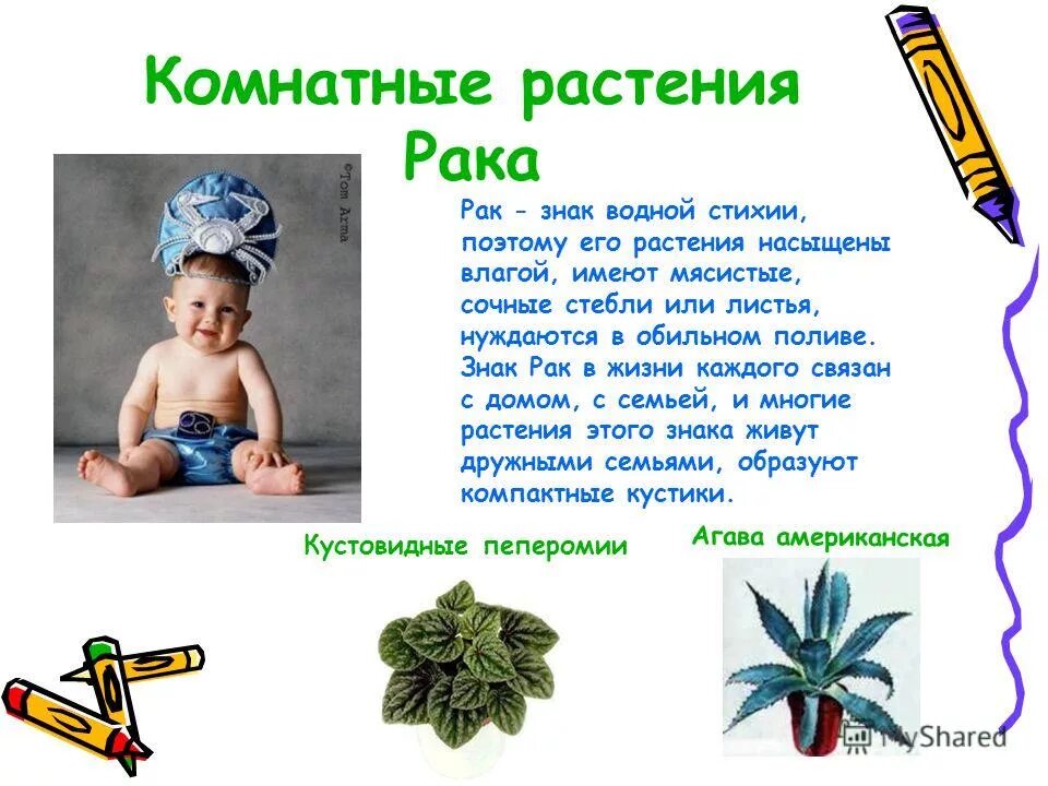 комнатные растения для знаков зодиака. рачок цветок. рак гороскоп цветов. какой цветок по знаку зодиака. растения по знаку зодиака.