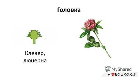 Схема клевера лугового