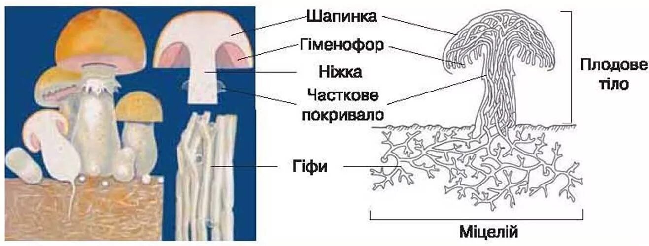 Мицелий гриба гиф. Мицелий гриба схема. Строение тела мицелиальных грибов. Строение мицелия шампиньонов. Строение гриба шампиньона.