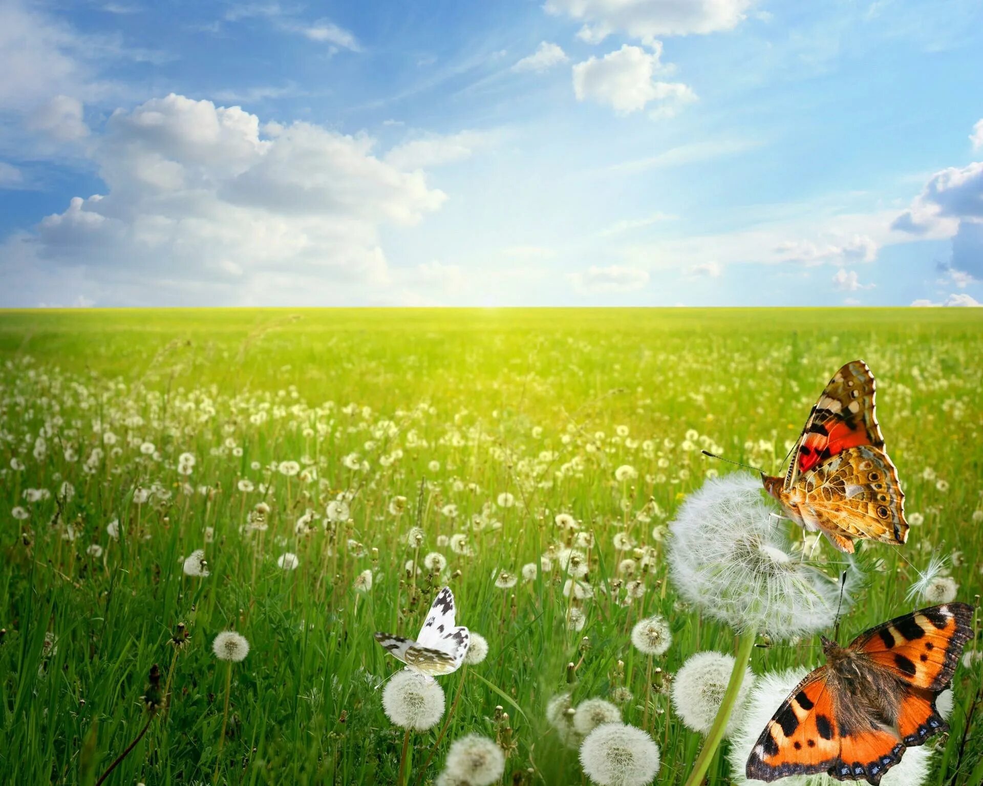Удачное лето. Бабочки на лугу. Луг с бабочками. Поляна с цветами и бабочками. Красивые Луга.