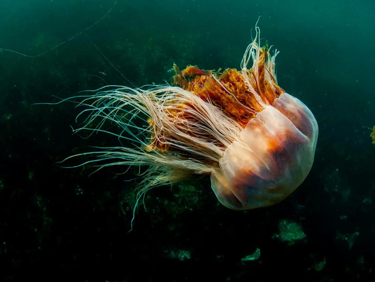 Номура. Медуза цианея. Полярная медуза цианея. Медуза волосистая цианея. Арктическая медуза цианея.