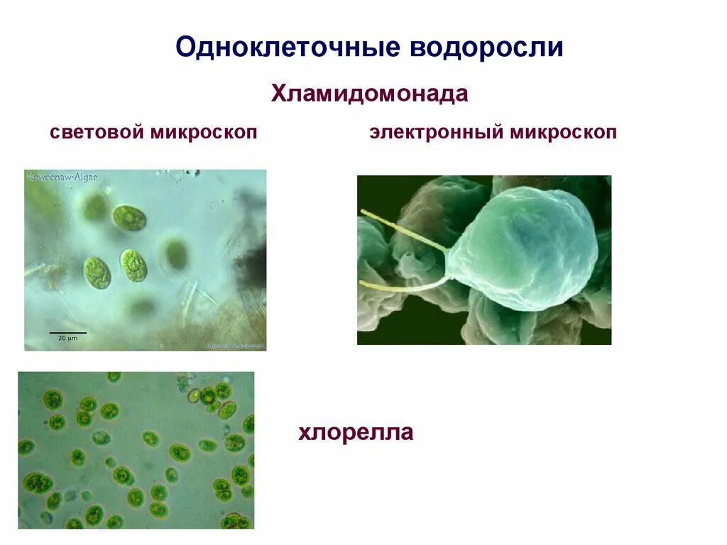 Какова роль клеток жизни одноклеточных и многоклеточных