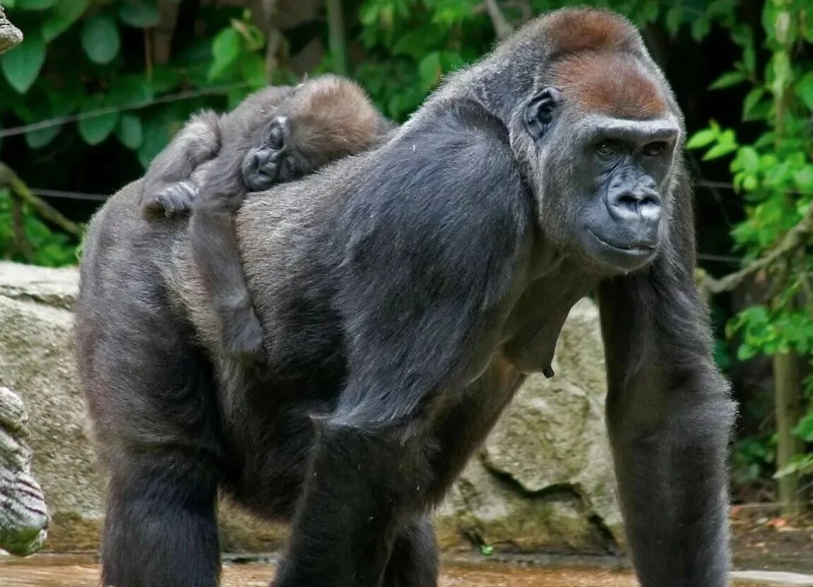 Обитание обезьян. Приматы горилла. Африканская горилла. Западная равнинная горилла. Животные Африки горилла.