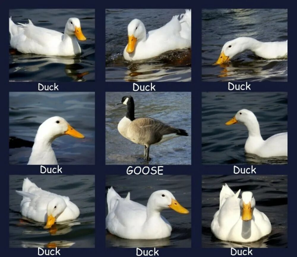 Goose Goose Duck карты. Goose gosse Duck. Goose Goose Duck утки вырезанные. Goose Goose Duck мини игры.