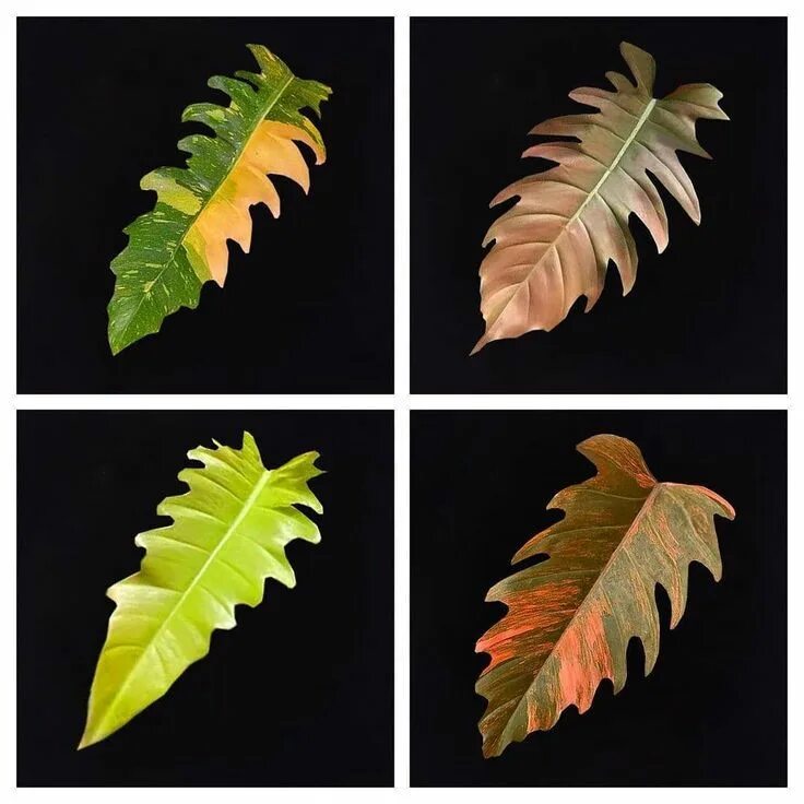 Филодендрон ринг оф файер. Филодендрон ринг оф файер. Филодендрон голден. Филодендрон нэрроу. Филодендрон ring of fire.