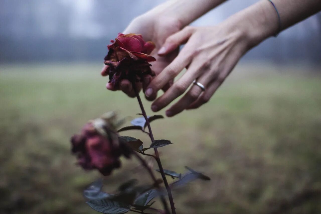 Скинь цветок. Цветок на руку.. Увядший цветок. Сорванный цветок. Увядшие цветы в руках.
