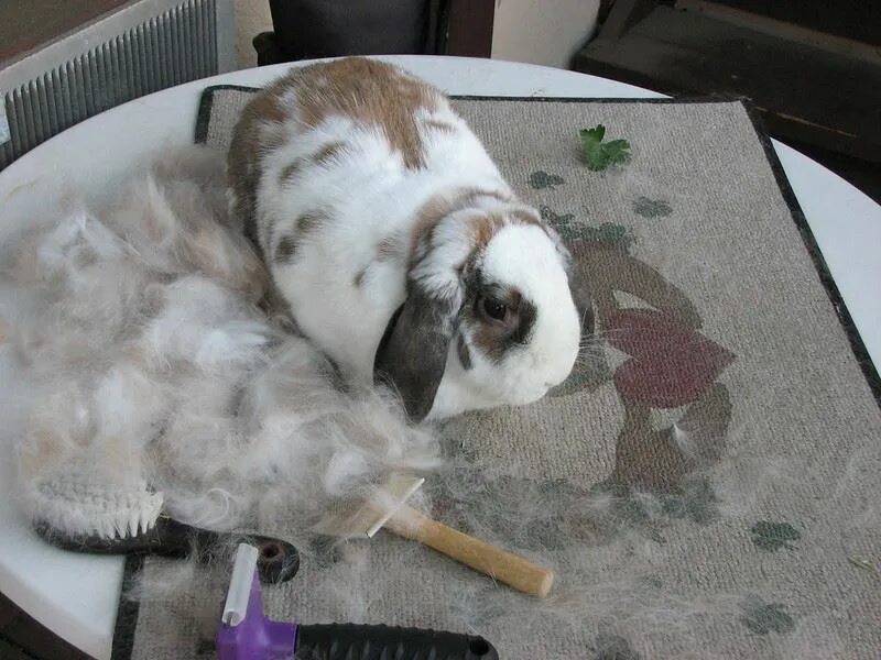 Можно ли мыть кролика декоративного. Линька у кроликов декоративных. Декоративный кролик линяет.