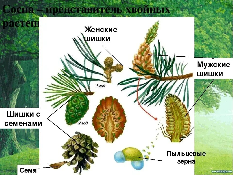 Хвоя голосеменных растений. Шишки голосеменных сосны. Строение шишек голосеменных растений. Строение хвои голосеменных растений.