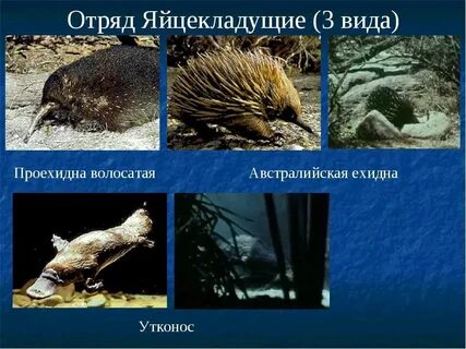Первозвери млекопитающих
