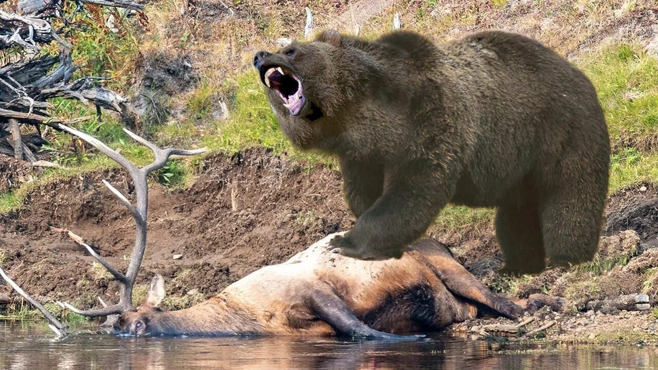 Ursus arctos horribilis. Медведь гризли в атаке. Медведь гризли оскал. Самый агрессивный медведь. Грозный медведь гризли.