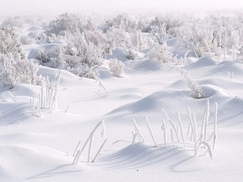 Снежное покрывало. Снег сугробы. Гуронское оледенение земля-снежок. The land of the long white cloud. На белом покрывале января.