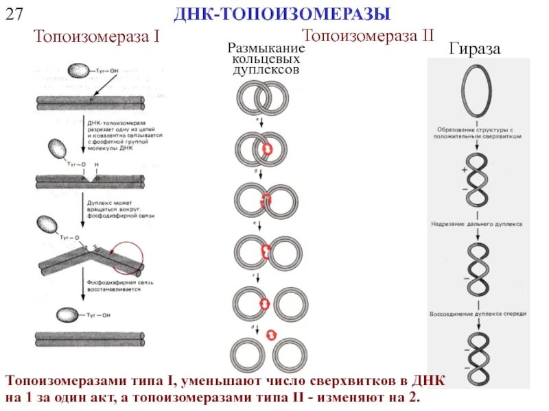 Днк кольцевая расположена. Топоизомераза и гираза. 2-Тип ДНК топоизомераза. ДНК топоизомераза функции. Схема репликации ДНК.