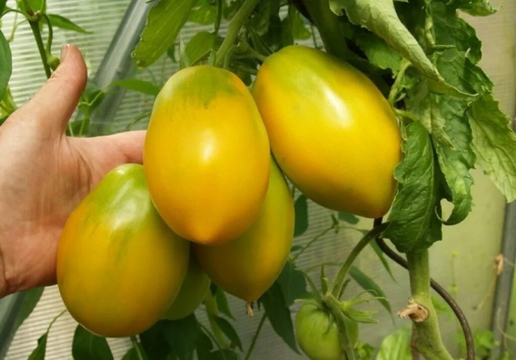 Томат кенигсберг сибирский сад. Томаты кенигсберг красный описание сорта. Томат золотой кенигсберг сибирский сад. Томат кенигсберг желтый. Золотой кенигсберг томат описание отзывы фото характеристика.