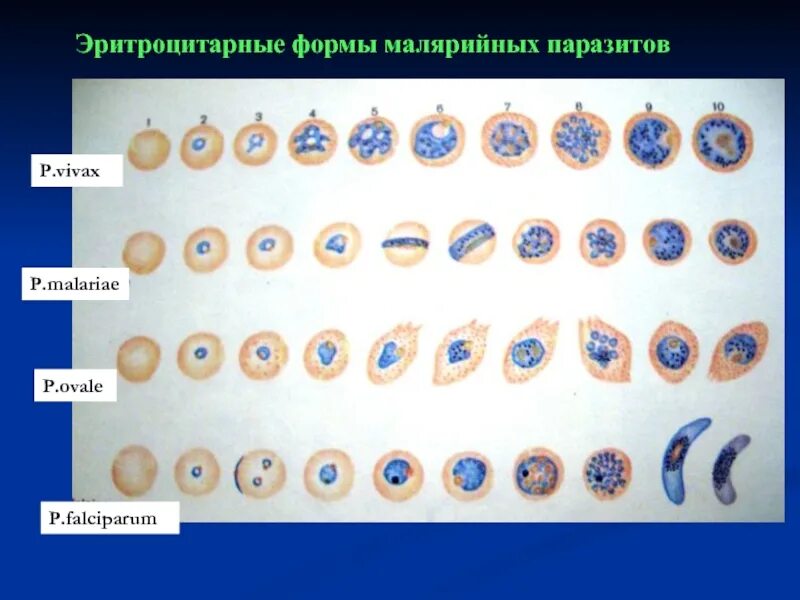 Макрогаметоцит это в паразитологии