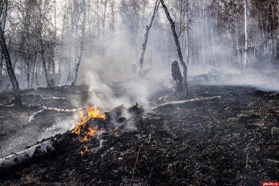 Лесные и торфяные пожары. Подземный торфяной Лесной пожар. Торфяные болота Рязань пожар. Почвенный Лесной пожар торфяной. Горение гарь