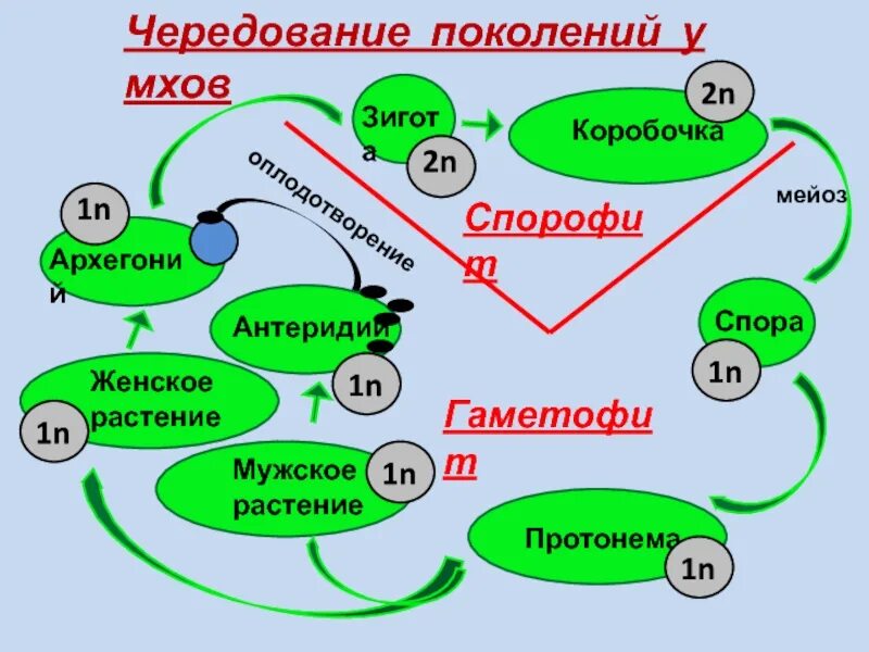 Чередование поколений происходит. Чередование поколений. Чередование поколений у мхов. Чередование поколений у животных. Чередование поколений у растений.