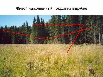 Общий покров это