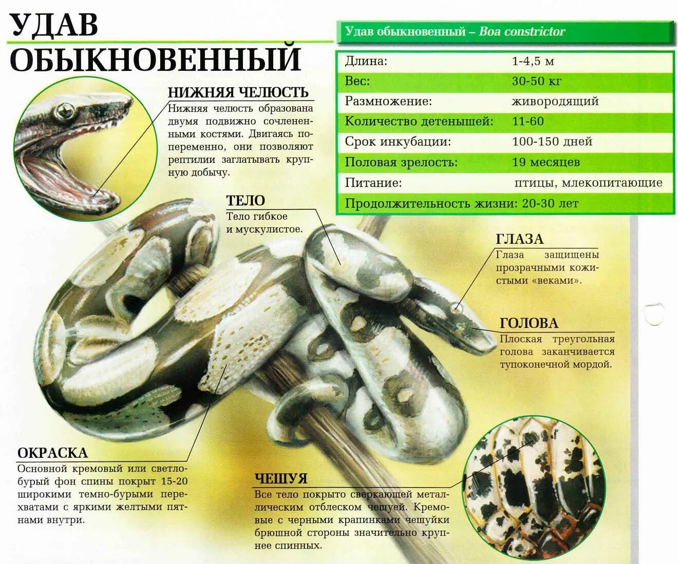 сетчатый и тигровый питоны. тигровый питон домашний. какой длины удав. сетчатый и тигровый питоны. питон змеи.