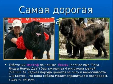 Самые активные породы собак в мире