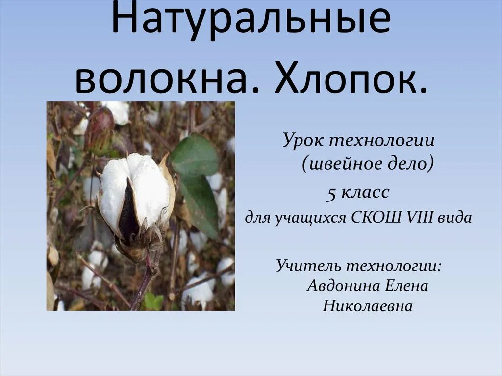 Назначение хлопка. Презентация на тему хлопок. Хлопки для презентации. Доклад про хлопок. Хлопок краткое описание.