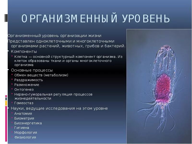 Значение органного уровня. Значение органного уровня