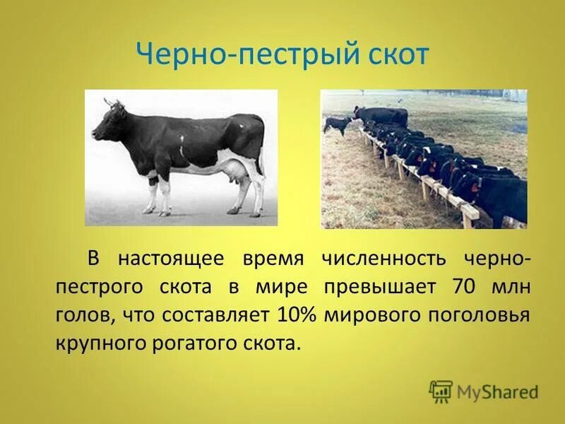 Правила содержания крупного рогатого скота