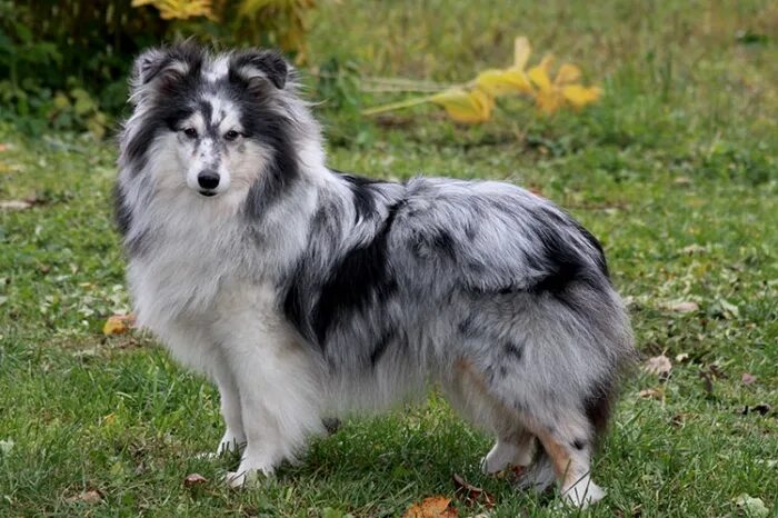 графского поместья шелти. шелти рабочего разведения. графского поместья шелти. из графского поместья питомник шелти. шелти графское поместье питомник.