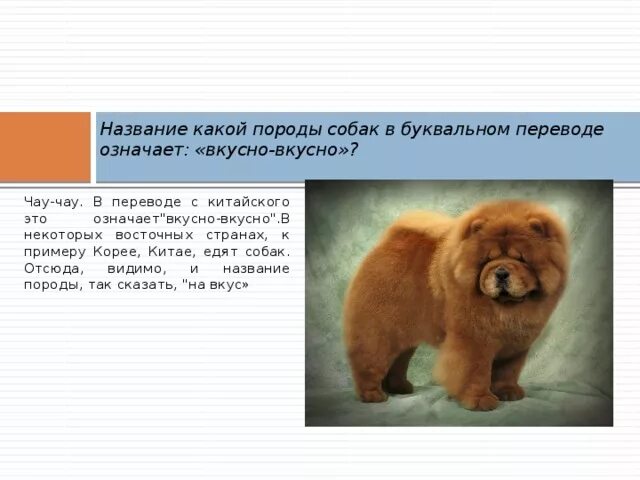 Чао как переводится. Продолжительность жизни чау-чау собака. Чау чау в Корее. Рассказ про чау-чау для детей. Рассказ про собаку чау чау.