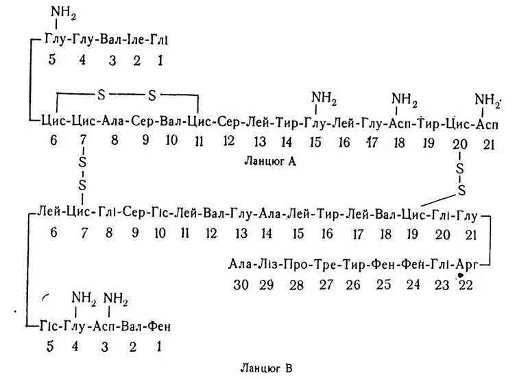 Глу цис. Трипептид ала-глу-гли. АСП – вал – глу – фен – Лиз. Глу-вал-АСП. Цис-АРГ-фен-глу-три.