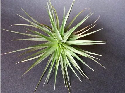 Plant data