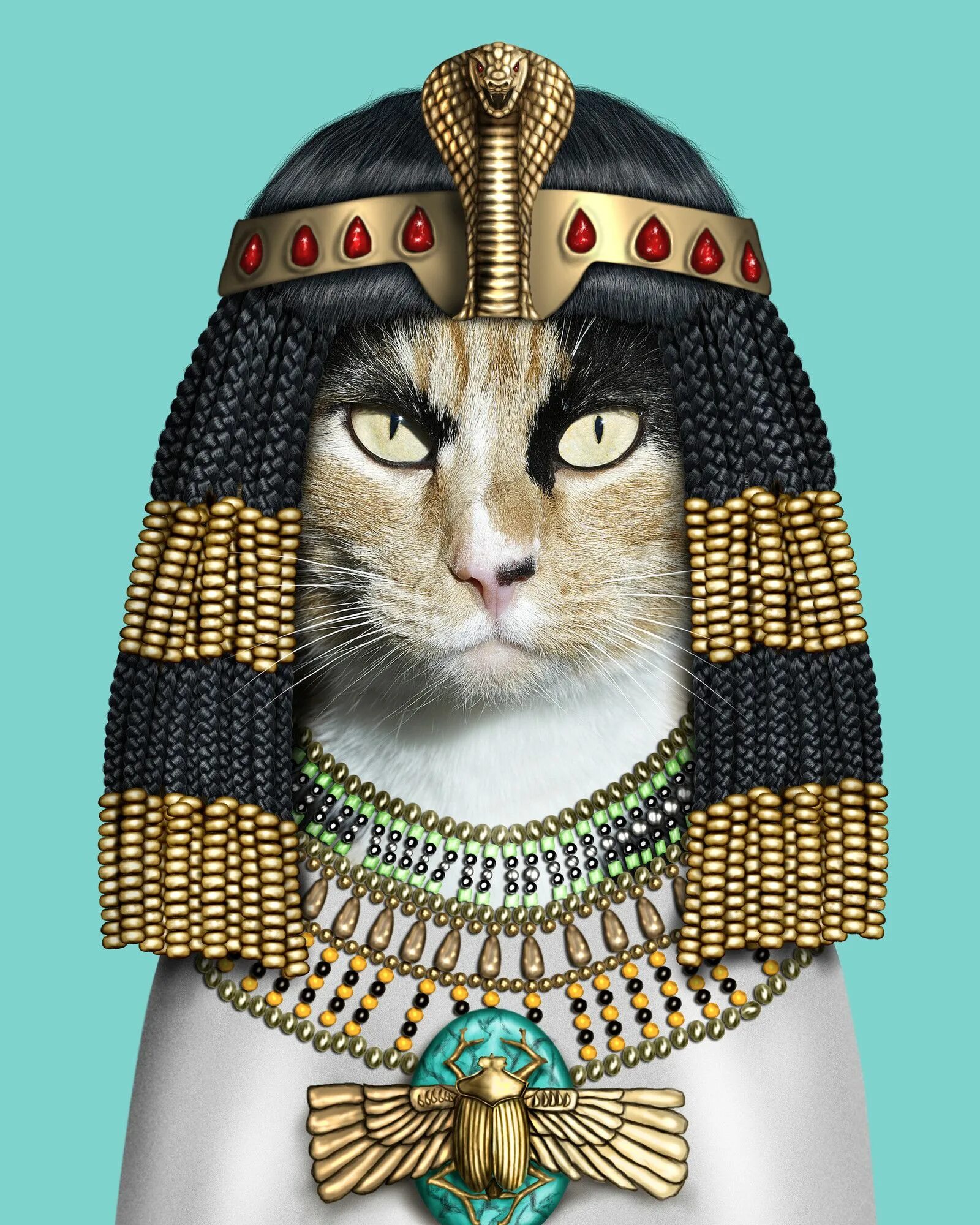 Cat cleopatra